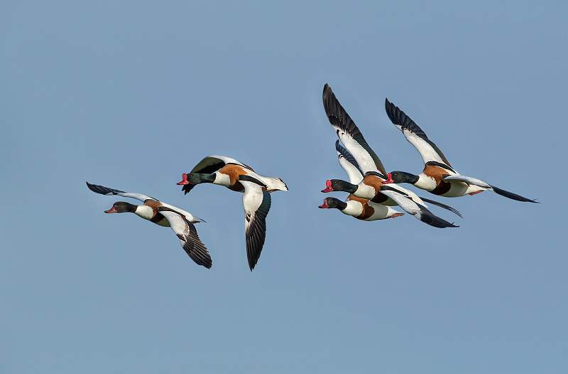 Shelducks in flight_David Schenck.jpg